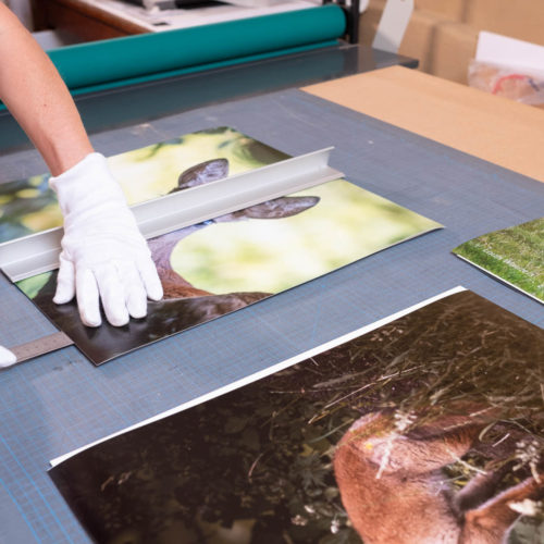 Decoupage photos animaux