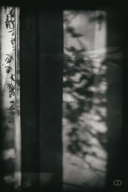 Enlassé, entrelacé, mélangé, mêler. Claire Deprez ombres de vie