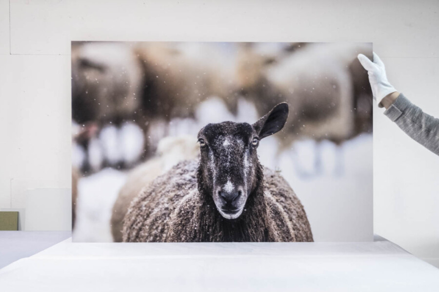 @Laurent Grenier Encadrement contrecollé Dibond