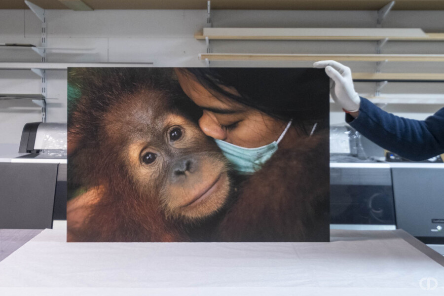 @Alain Schroeder Encadrement contrecollé Dibond singe et femme