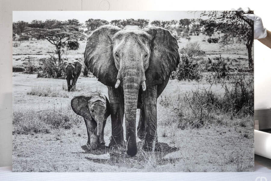 @Michel Lefevre Encadrement contrecollé Dibond éléphants