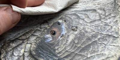 Laminât de protection