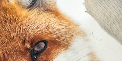 Laminât de protection