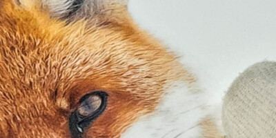 Laminât de protection